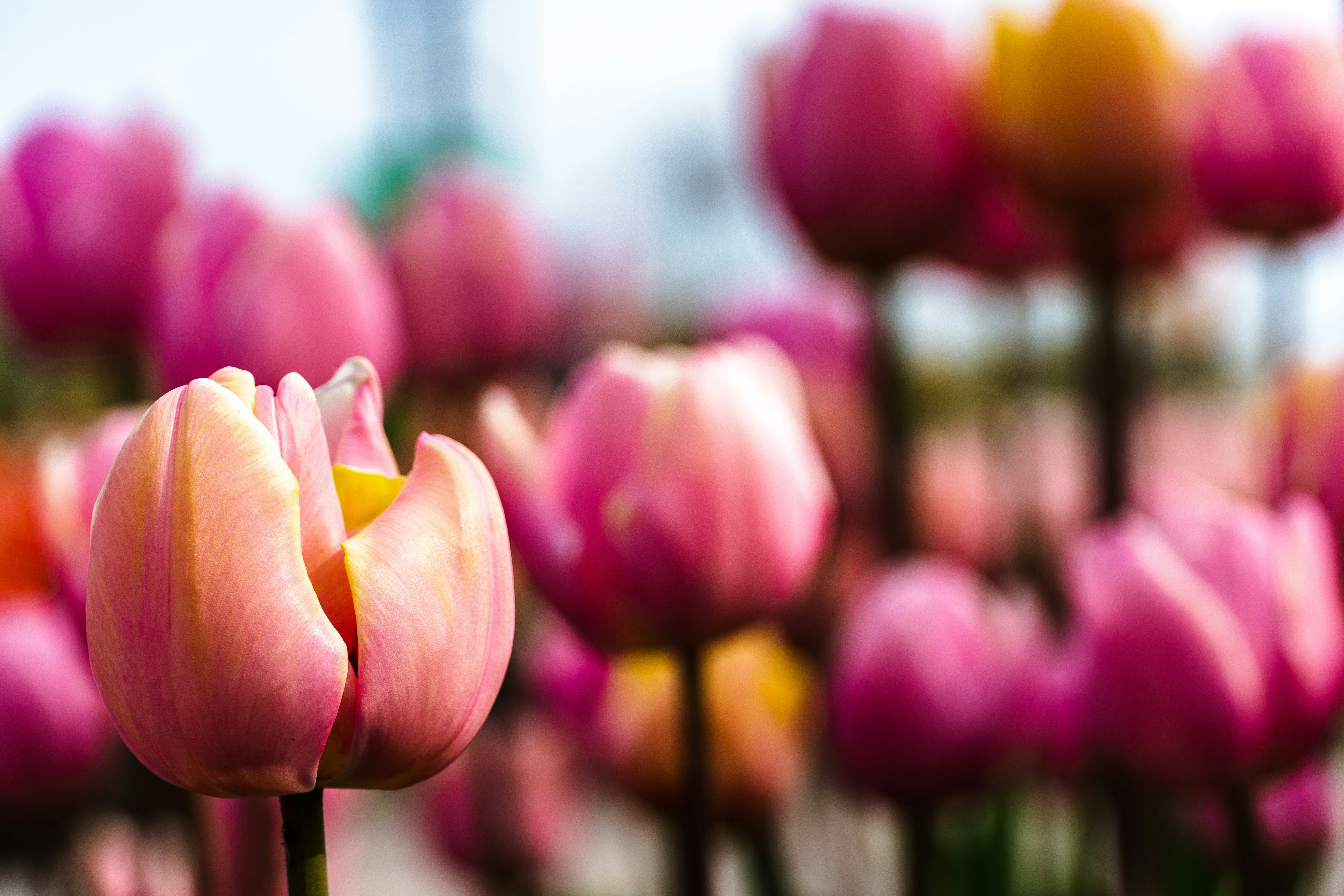 pink tulips in tilt shift lens